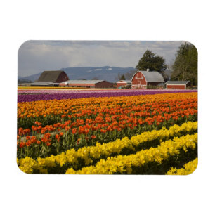 Imán WA, Valle de Skagit, Campos de tulipanes en flor, 