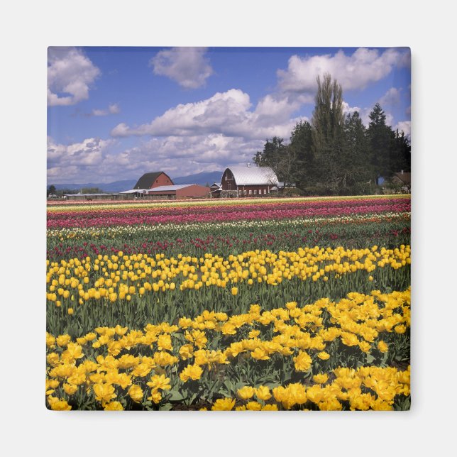 Imán WA, Valle de Skagit, Tulipán del Valle de Skagit (Frente)