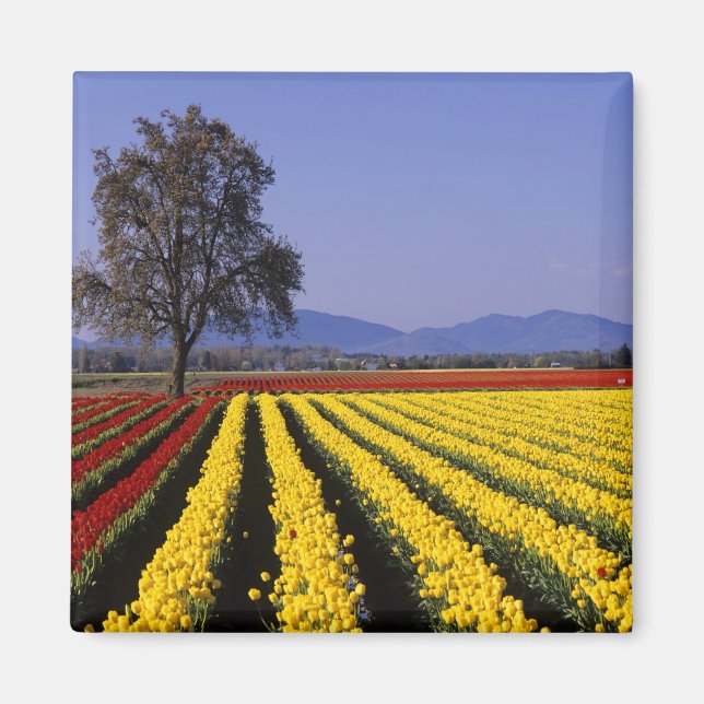 Imán WA, Valle de Skagit, Tulipán del Valle de Skagit 2 (Frente)