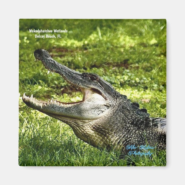Imán Wakoahatchee Wetlands Alligator Fridge Magnet (Frente)