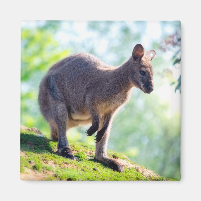Imán Wallaby (Frente)