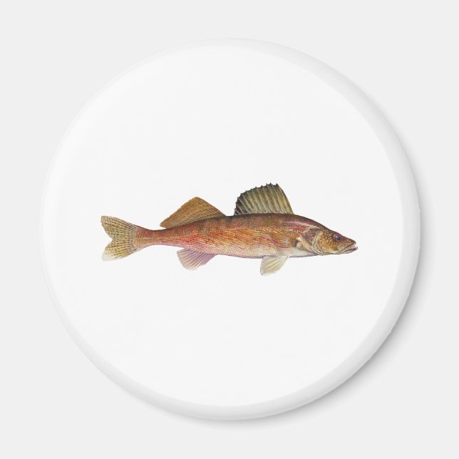 Imán Walleye (Frente)