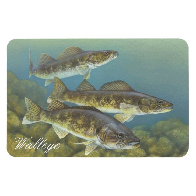 Imán Walleye Painting Magnet (Horizontal)