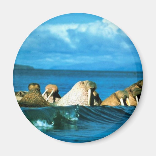 Imán Walrus (Frente)