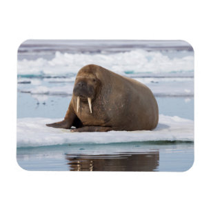 Imán Walrus descansando en el hielo, Noruega