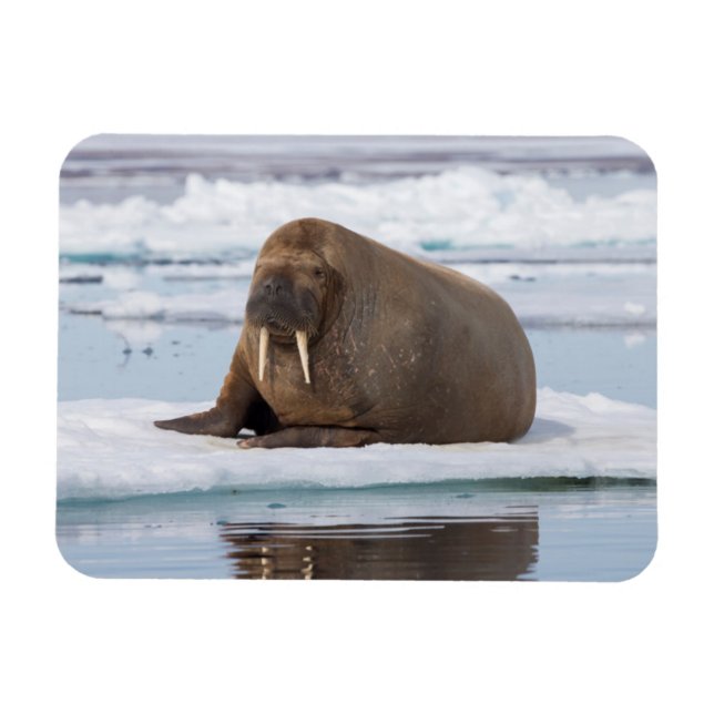 Imán Walrus descansando en el hielo, Noruega (Horizontal)