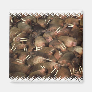 Imán Walruses Square Magnet
