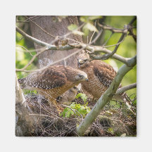 Walter el Red Shoulder Hawk Magnet