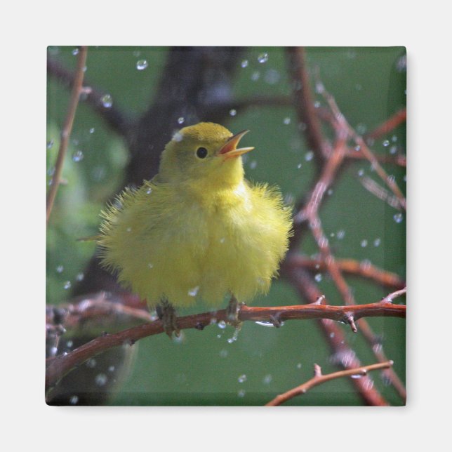 Imán Warbler (Frente)