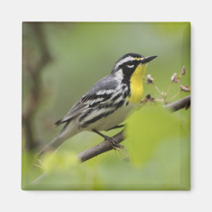 Imán Warbler macho de garganta amarilla, Dendroica