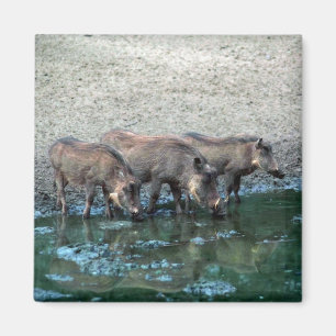 Imán Warthogs