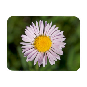 Imán Washington, Cordillera de Cascada, Monte Baker