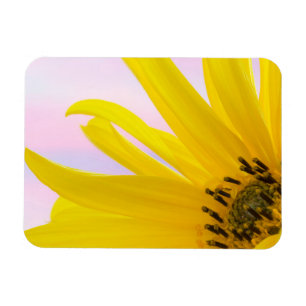 Imán Washington. Detalle de flor de girasol 1