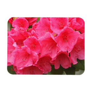 Imán Washington, Seattle, Puget Sound, Discovery Park