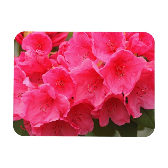 Imán Washington, Seattle, Puget Sound, Discovery Park (Horizontal)