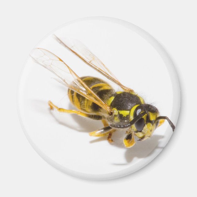 Imán Wasp (Frente)