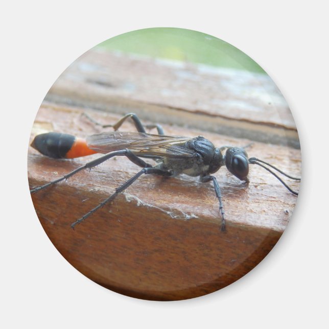 Imán Wasp de Arena Banda Roja (Frente)