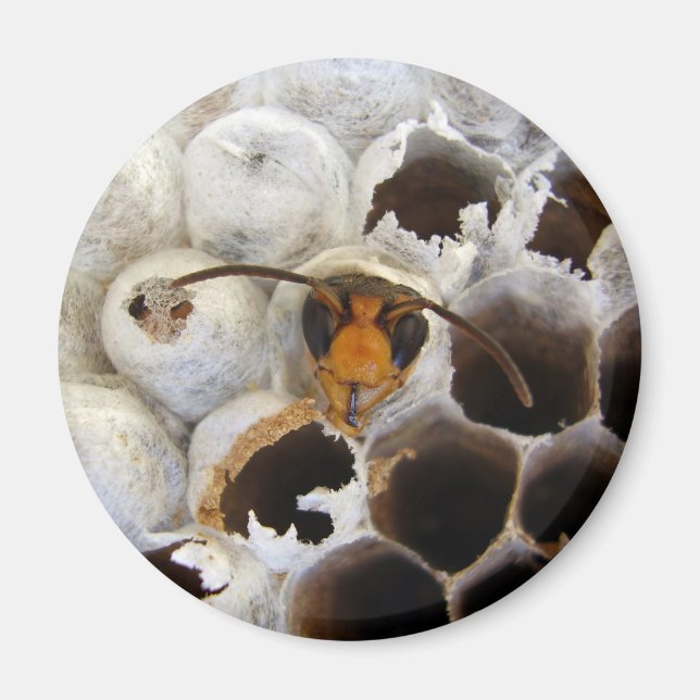 Imán Wasp Emerge De Nest Magnet (Frente)