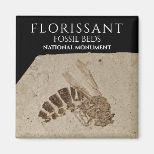 Imán Wasp Fossil Florissant Fossil Camas Nacionales Mon