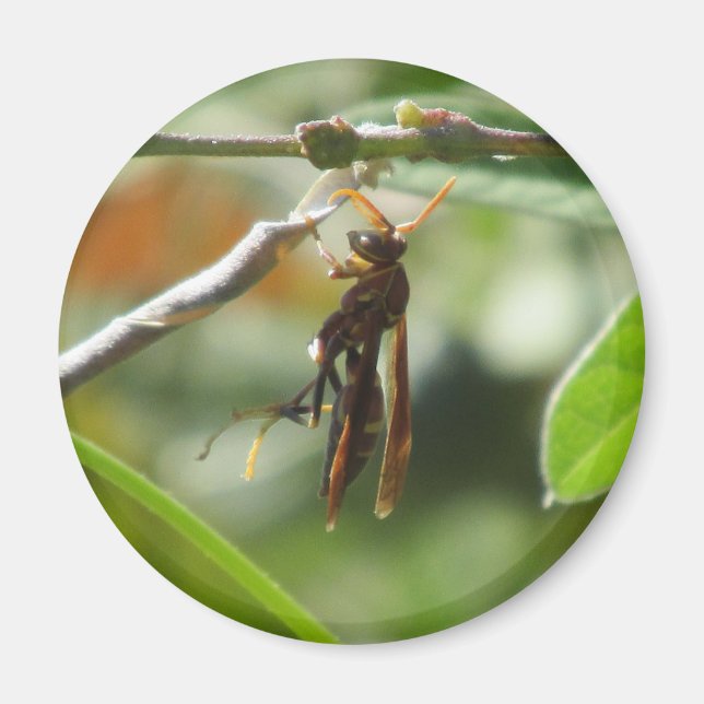 Imán Wasp Magnet (Frente)