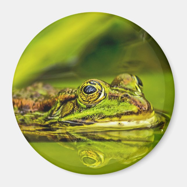 Imán Wasserfrosch (Frente)
