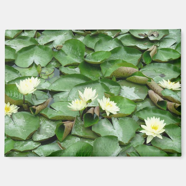 Imán Water Lilies (Anverso)