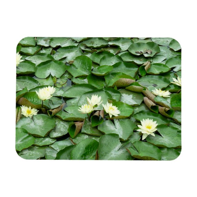 Imán Water Lilies (Horizontal)