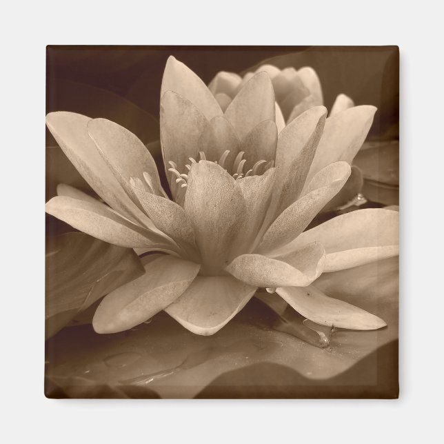 Imán Water Lilly Magnet (Frente)