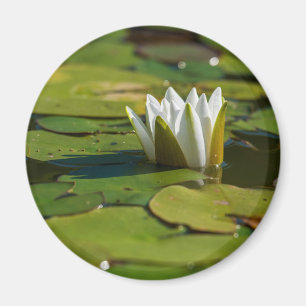 Imán Water Lily Blossom