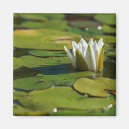 Imán Water Lily Blossom