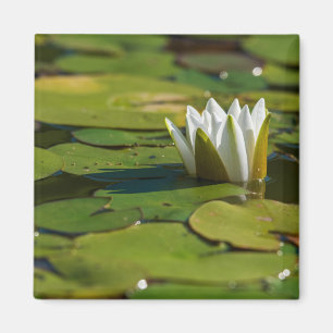 Imán Water Lily Blossom