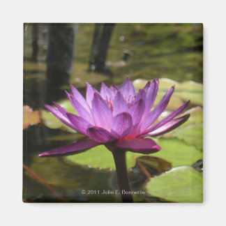 Imán Water Lily Magnet