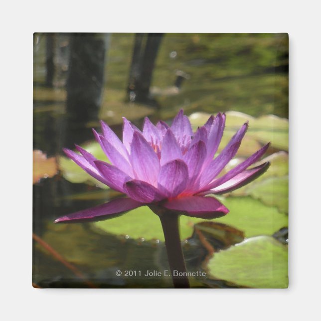 Imán Water Lily Magnet (Frente)