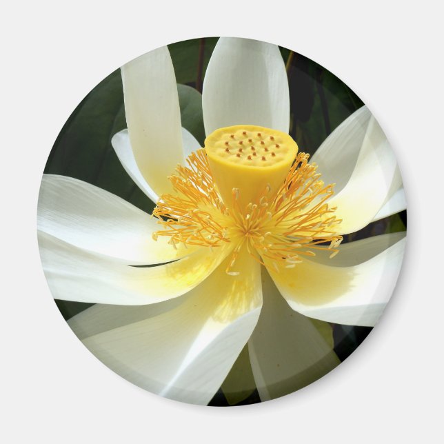 Imán Water Lily Magnet (Frente)