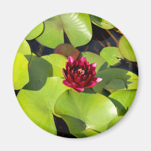 Imán Water Lily Magnet