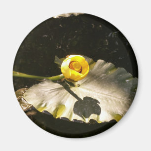 Imán WaterLilly