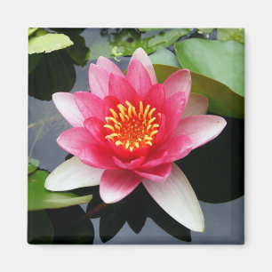 Imán Waterlily rosado