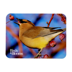 Imán Waxwing de cedro