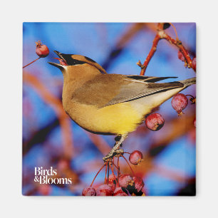 Imán Waxwing de cedro