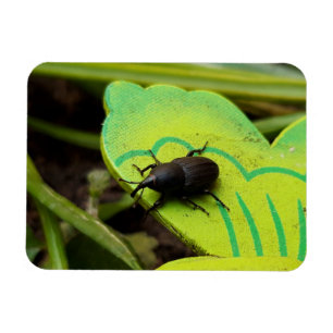 Imán Weevil, escarabajos, Curculionoidea, Bug