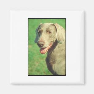 Imán Weimaraner