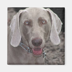 Imán Weimaraner