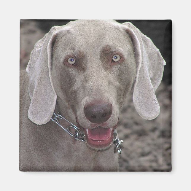 Imán Weimaraner (Frente)