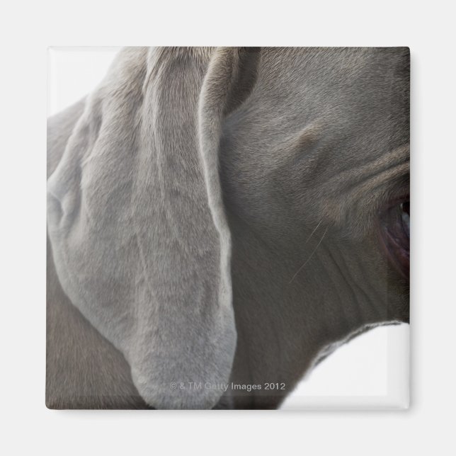 Imán Weimaraner 3 (Frente)