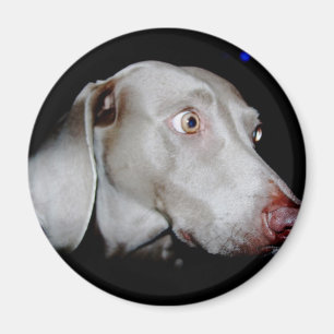 Imán Weimaraner - el fantasma gris