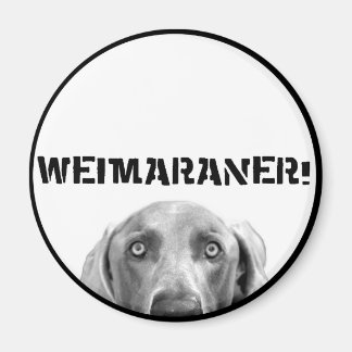 Imán Weimaraner Nation : Weimaraner En Una Caja!