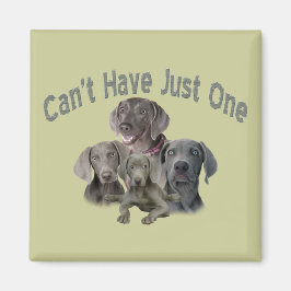Imán Weimaraner no puede tener solo uno