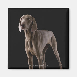 Imán Weimaraner, tiro del estudio