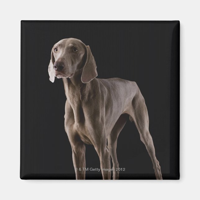 Imán Weimaraner, toma de estudio (Frente)