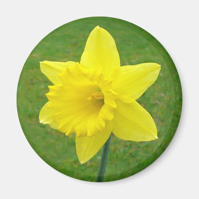 Imán Welsh Daffodil (Frente)